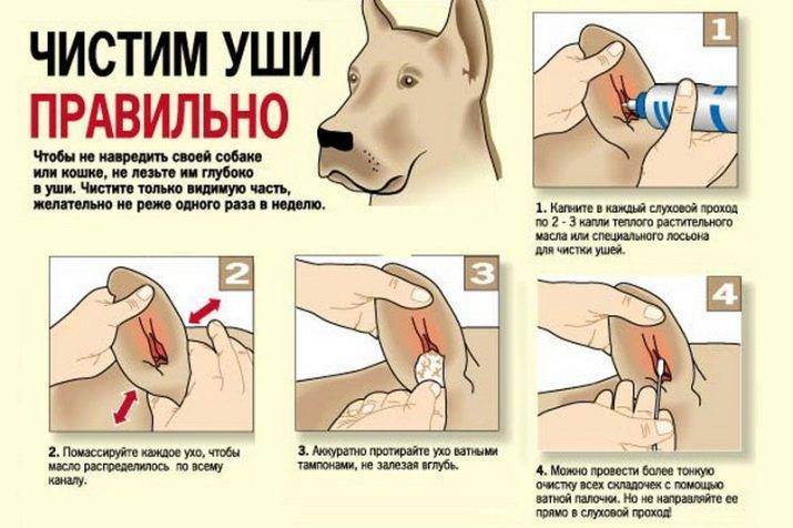 Как чистить уши щенку