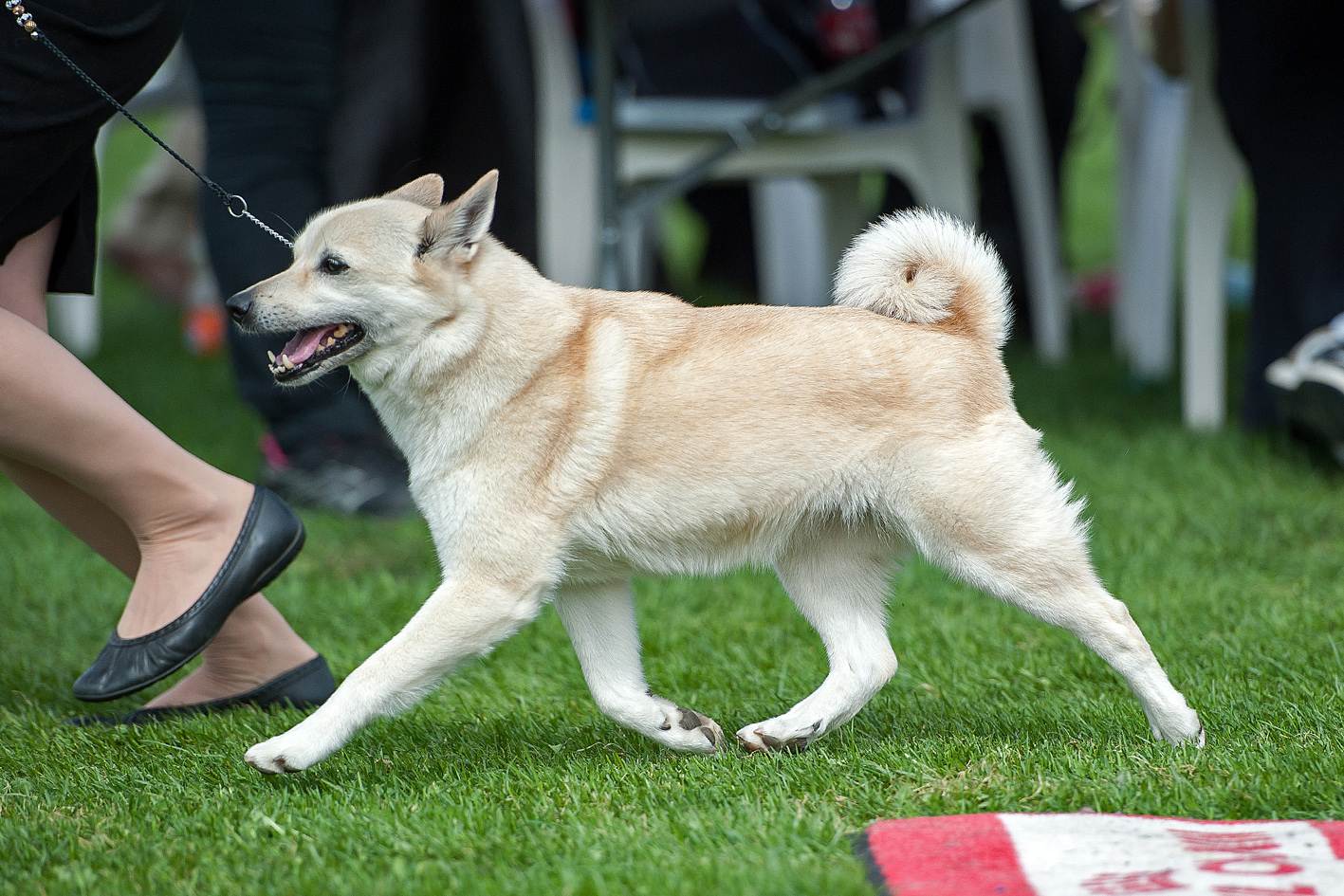 Описание породы собак норвежский элкхаунд: характер, уход, предназначение