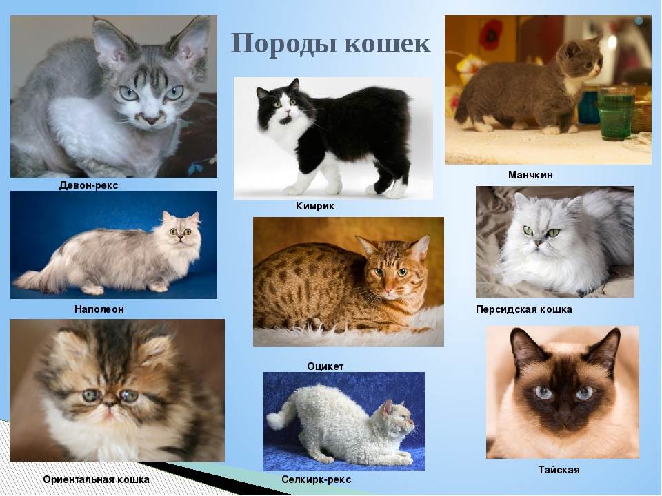 Породы кошек — список с названиями и фото