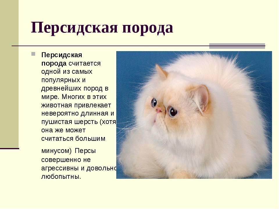 Бирманская - порода кошек - информация и особенностях | хиллс