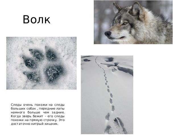 Как распознать следы лисы на снегу: фото - pohod-lifehack.ru