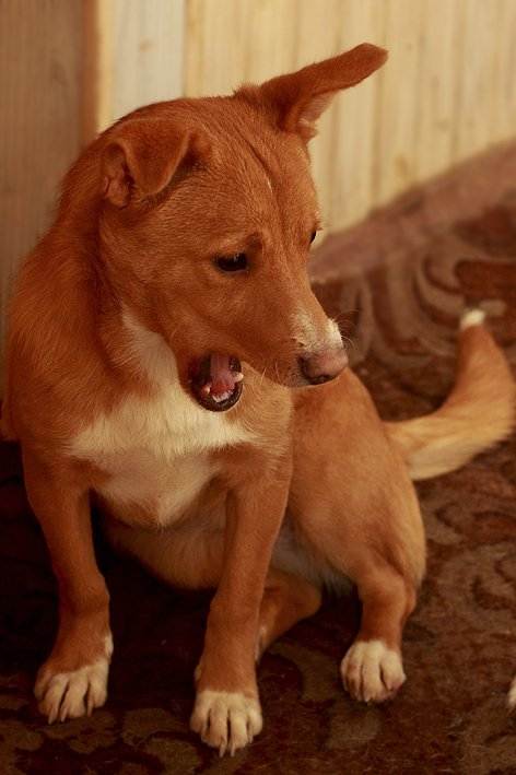 У собаки желтая темная моча, причины и лечение при выделениях коричневого, оранжевого, ярко-желтого или зеленого цвета, у щенков и взрослых питомцев