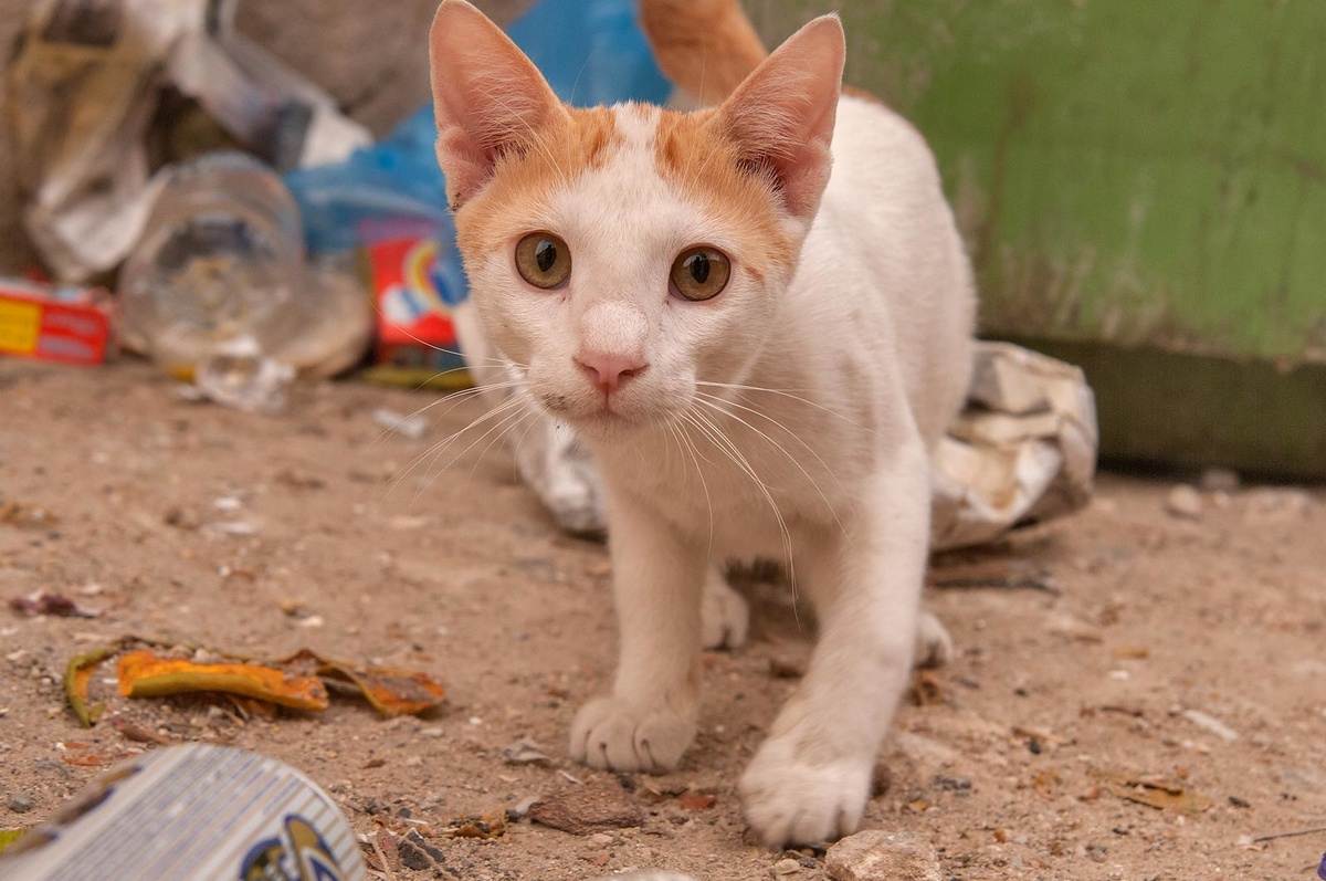 Анатолийская кошка (турецкая короткошерстная): история, характер и особенности содержания | ваши питомцы