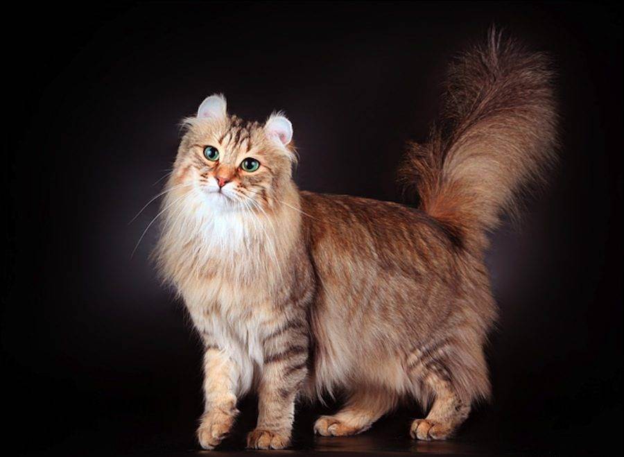 Американский кёрл: описание, характер, фото  | кот и кошка
