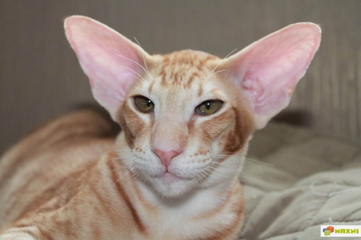 Кошки с большими ушами – какая порода самая ушастая в мире.