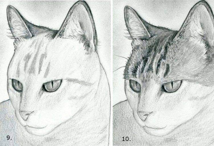 Как рисовать кошек и котов