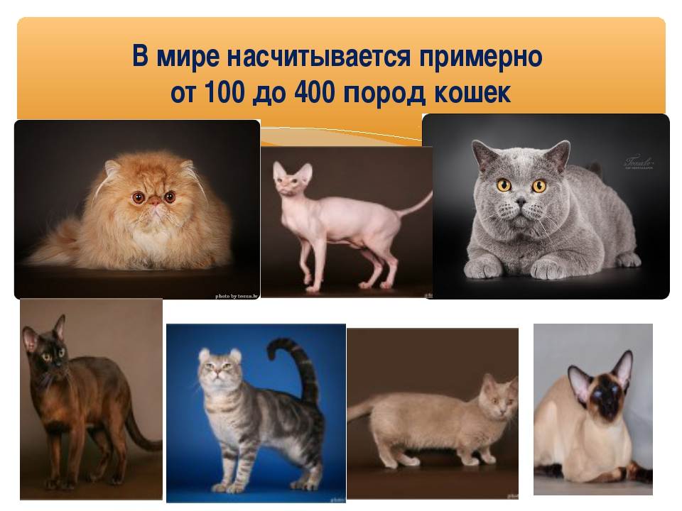 Самые редкие и уникальные породы кошек