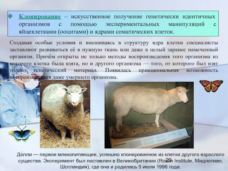 Клонирование животных - за и против | joinfor.ru