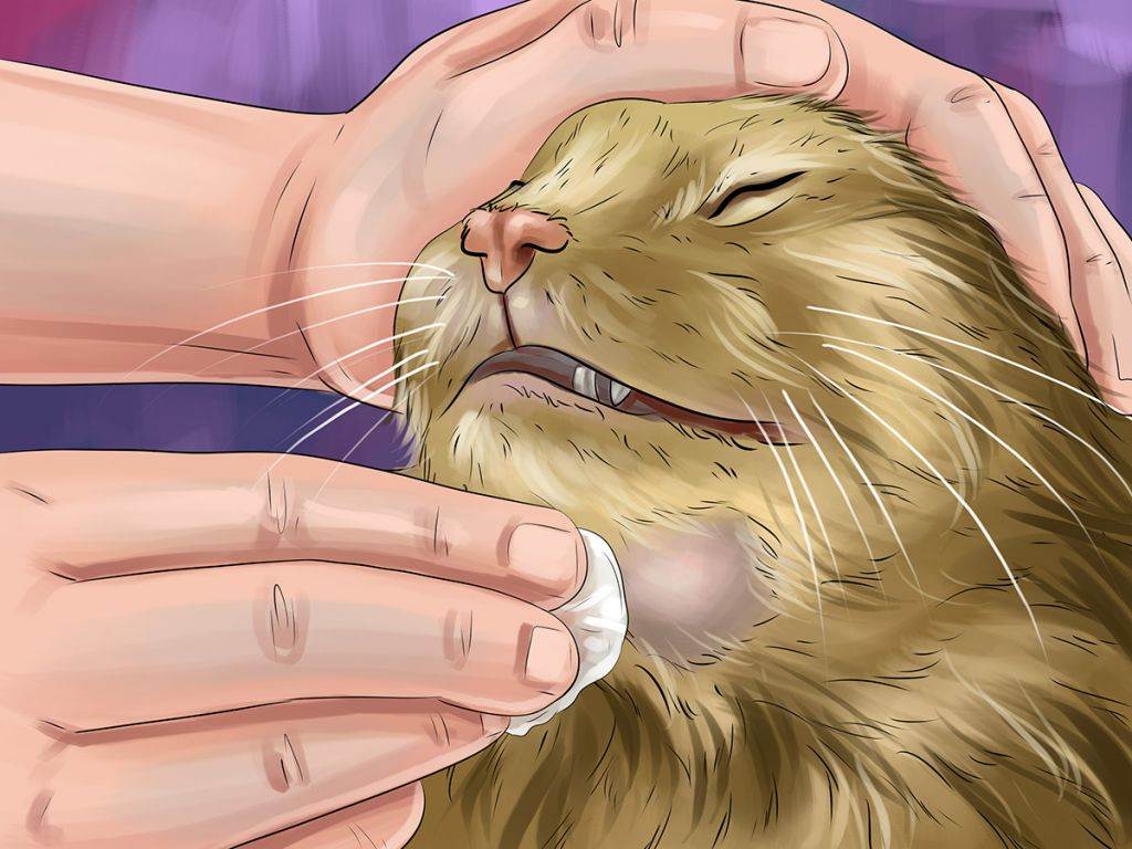 Акне у кошек: причины и лечение