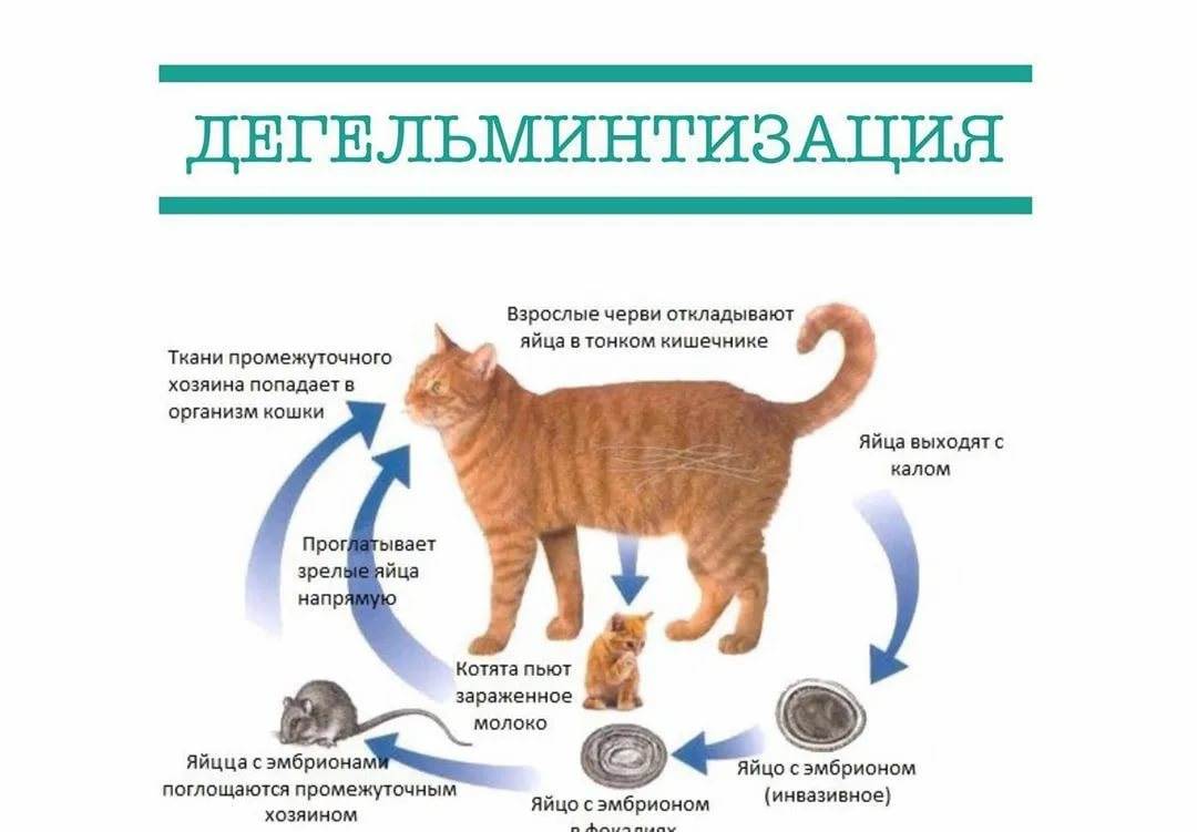 Парвовирусный энтерит у кошек: признаки, диагностика, лечение | ваши питомцы
