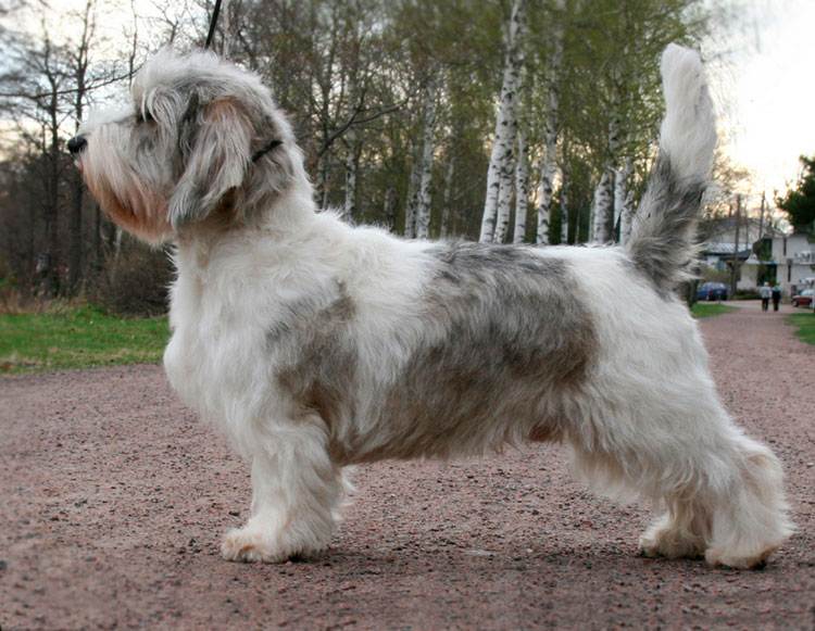 Вандейский бассет-гриффон — описание породы собак