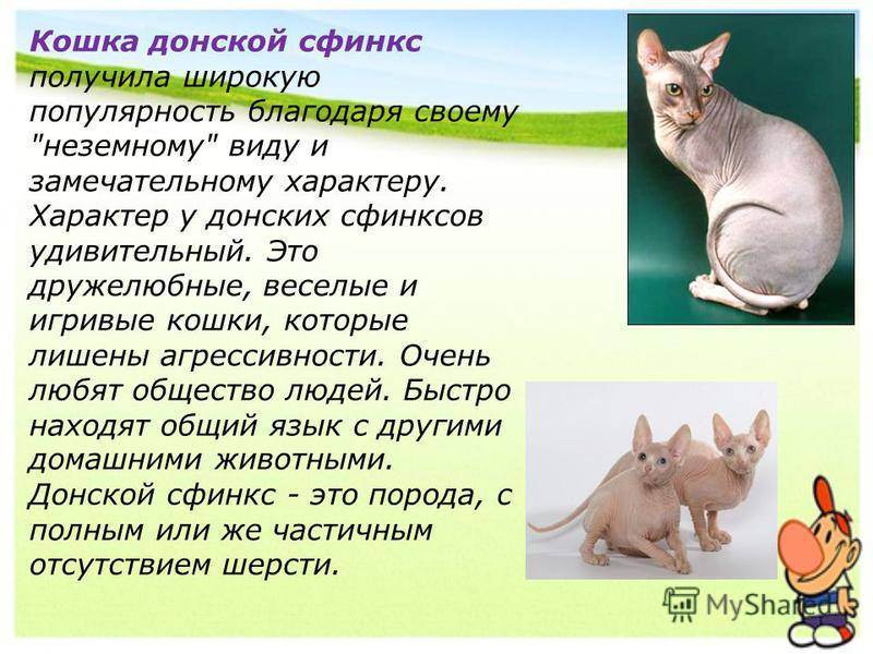 Яванская кошка фото и описание породы яванез