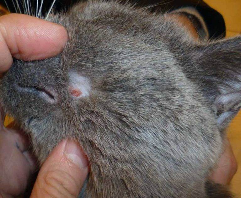 Какие бывают болезни кожи у кошек и как их лечить | муркоша