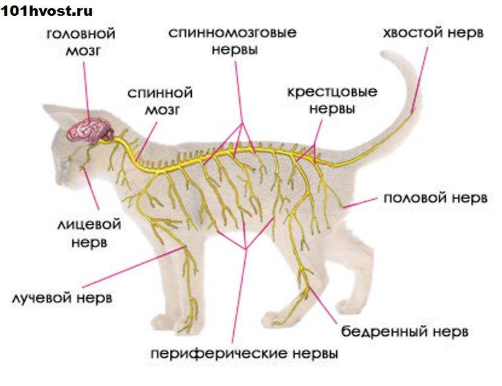 Зачем кошке нужен хвост: основные функции, объяснение настроения животного по положению хвоста, проблемы хвостового отдела позвоночника
