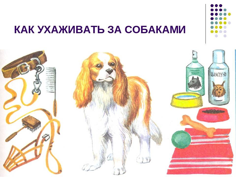 Как ухаживать за собаками (с иллюстрациями) - wikihow