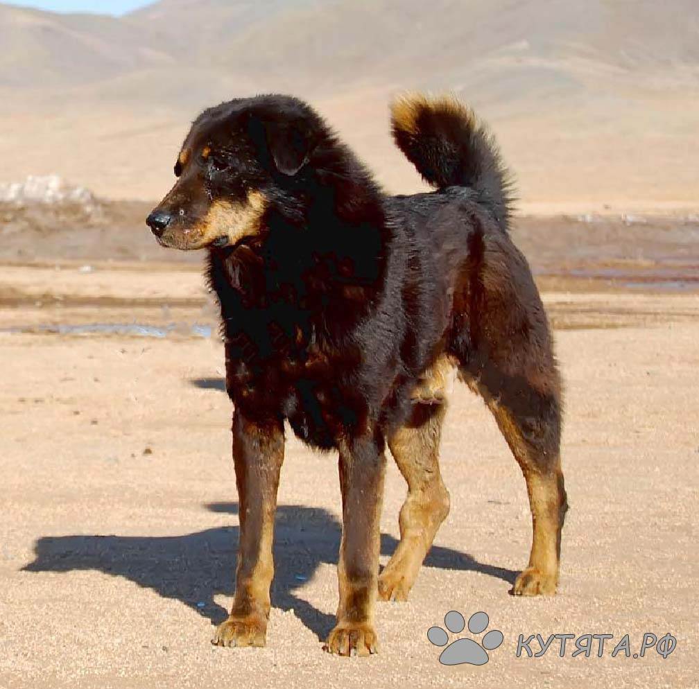 Монгольская овчарка — гордый банхар