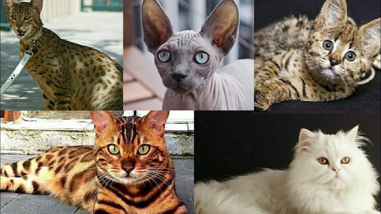 Самые популярные породы кошек: топ-10