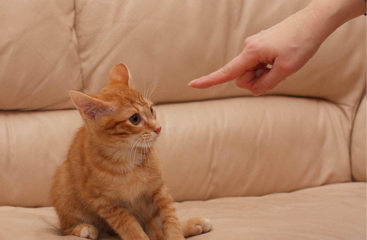 Как наказать кошку, можно ли и как правильно это делать, чтобы кот понял (за плохое поведение, за то, что гадит, кусается) - блог о животных - zoo-pet.ru