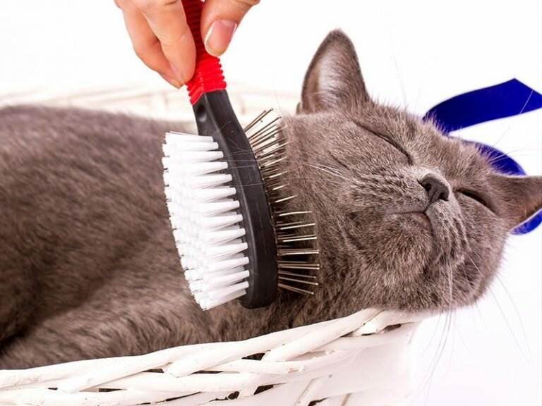 Как убрать шерсть кошки, кота, собаки и других животных с пледа, постельного белья, избавиться от кошачьей и собачьей в стиральной машинке, в квартире или доме?