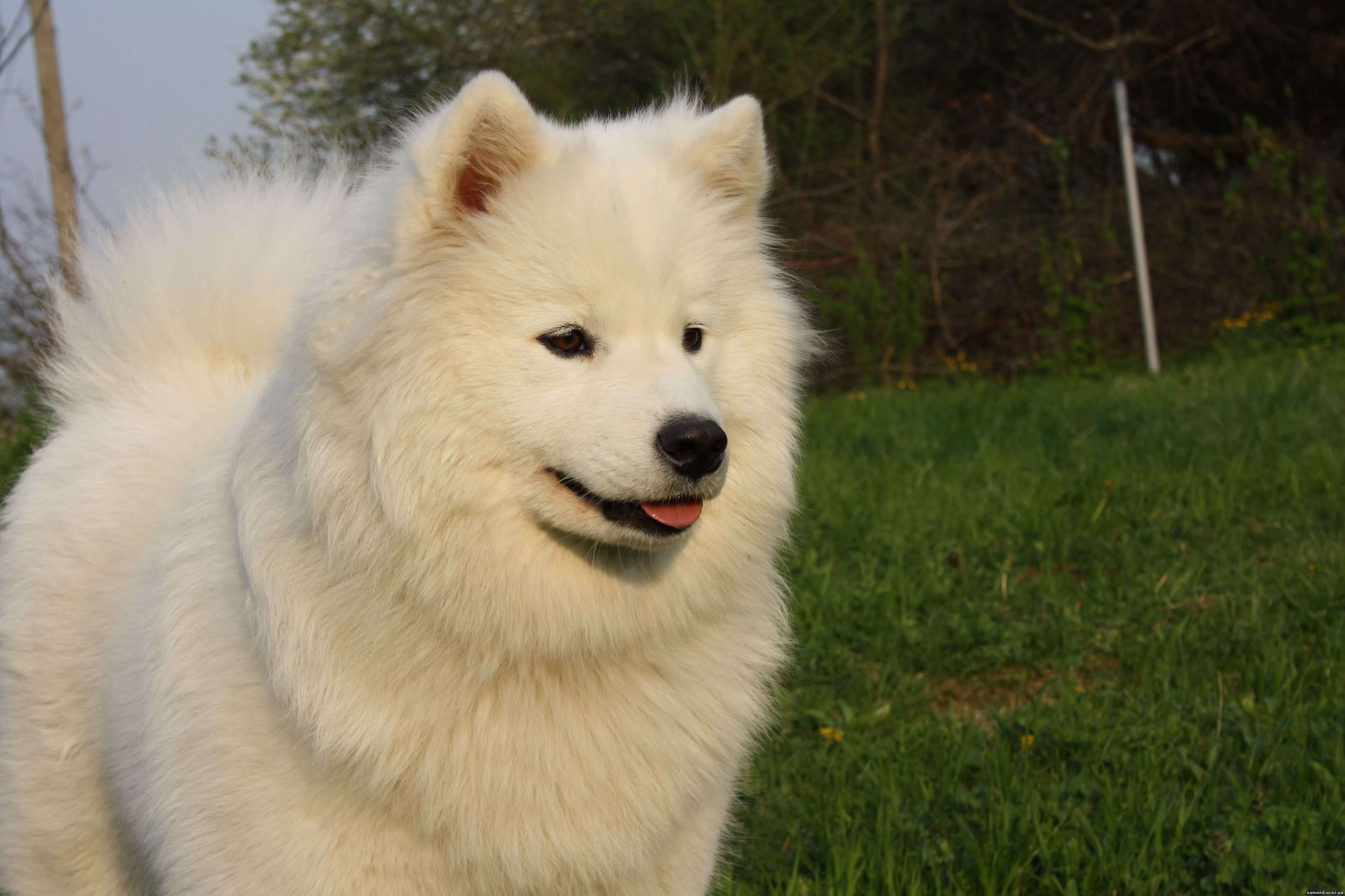 Самоедская собака (самоед): описание породы и характер