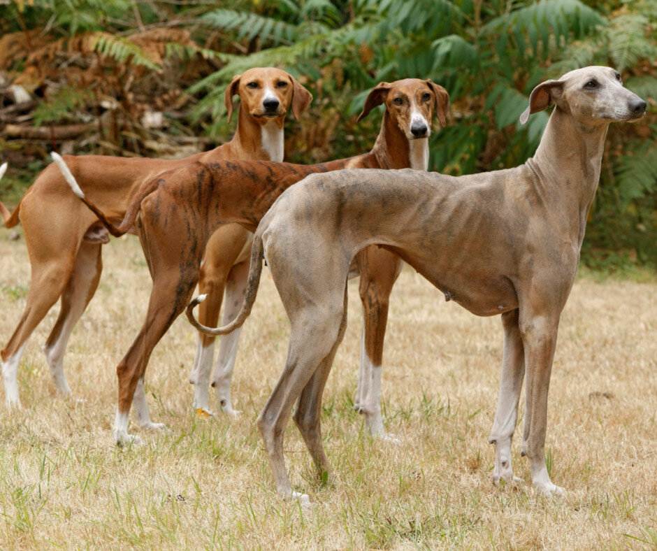 Собаки породы борзая — виды борзых и особенности ухода, их описание и фото