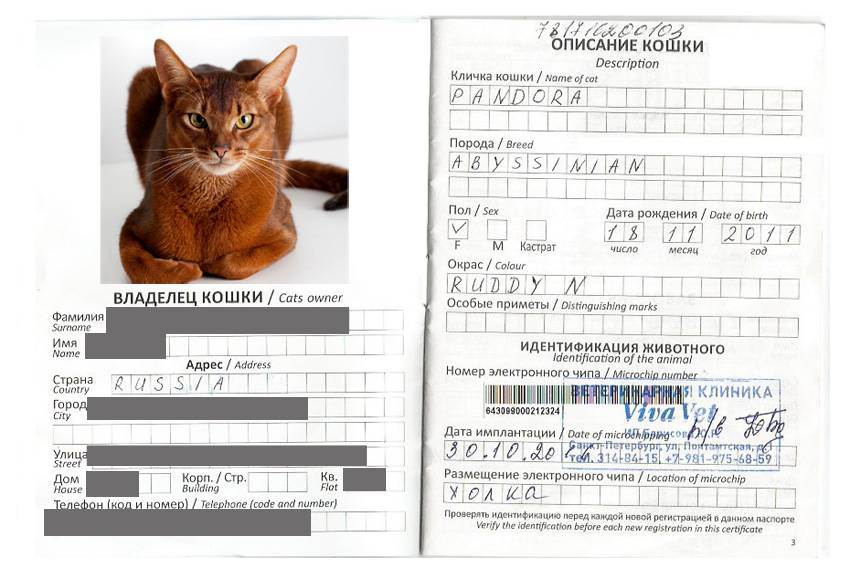 Как заполнить ветеринарный паспорт правильно: зачем нужен, образец оформления для собак и кошек