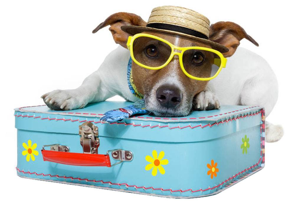 С кем оставить собаку на время отпуска?