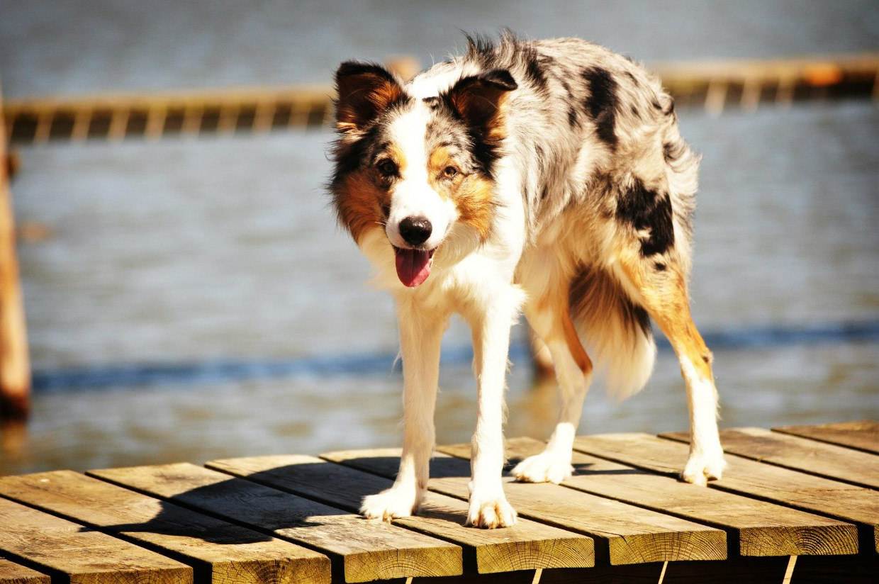 Бордер-колли – самая умная порода собак
бордер-колли – самая умная порода собак