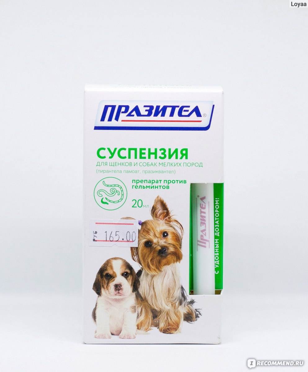 Празител – суспензия для щенков и собак мелких пород