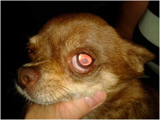 У каких собак выпадают глаза: причины и лечение