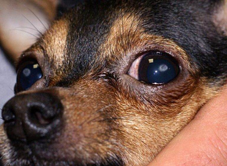 Кератит у собаки • причины, симптомы, лечение кератита собак