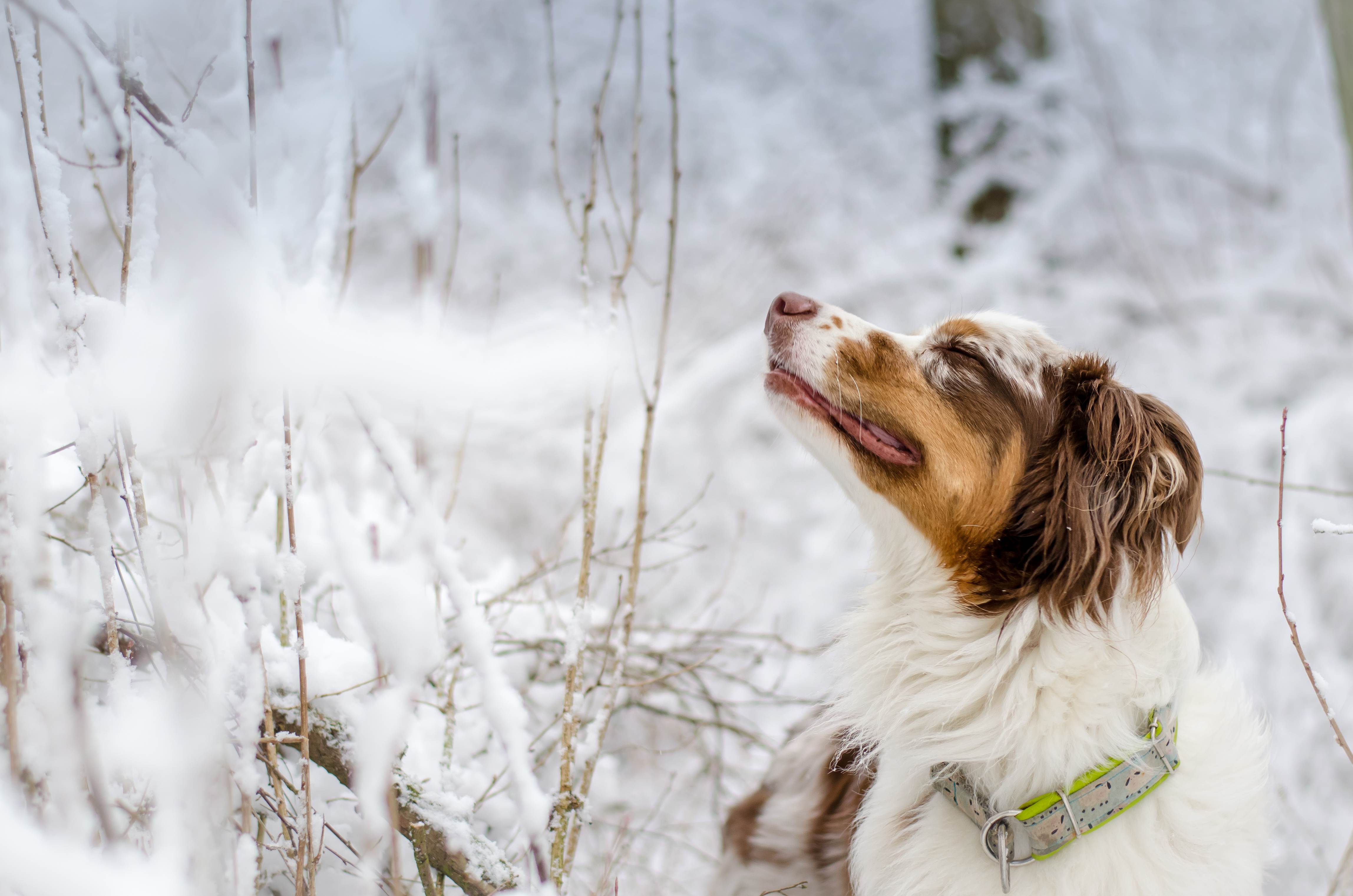 Собака снежок. Австралийская овчарка с ошейником. Собака зима. Собака радуется снегу. Собака зимой.
