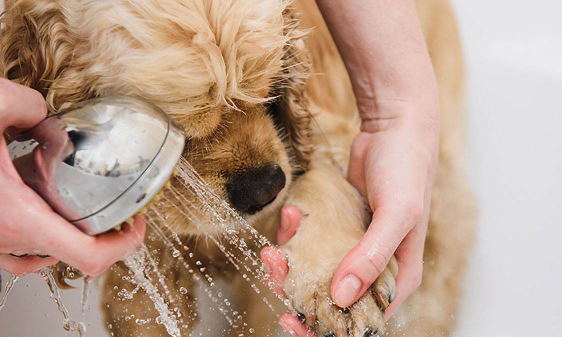 Как часто можно мыть собак разных пород