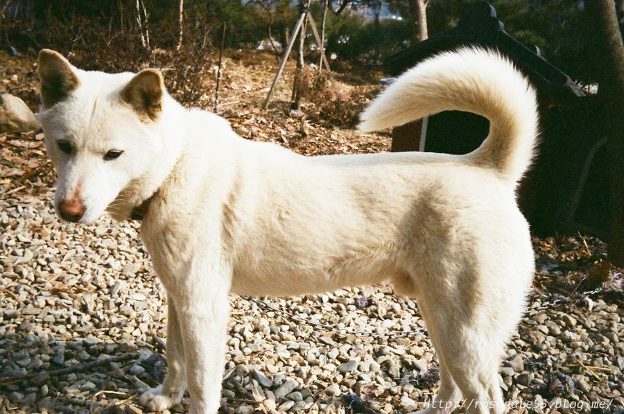 Чиндо собака: описание корейской породы и стоимость щенка