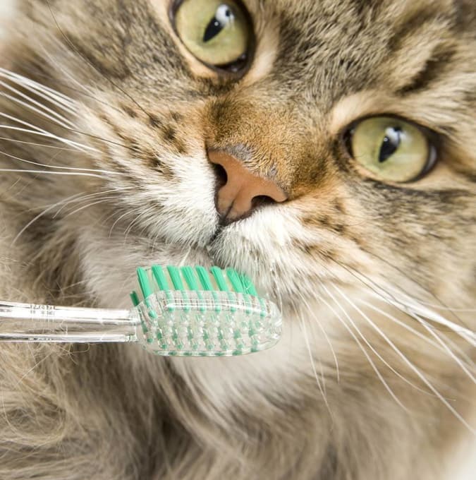 Как чистить зубы кошке и коту | как почистить в домашних условиях