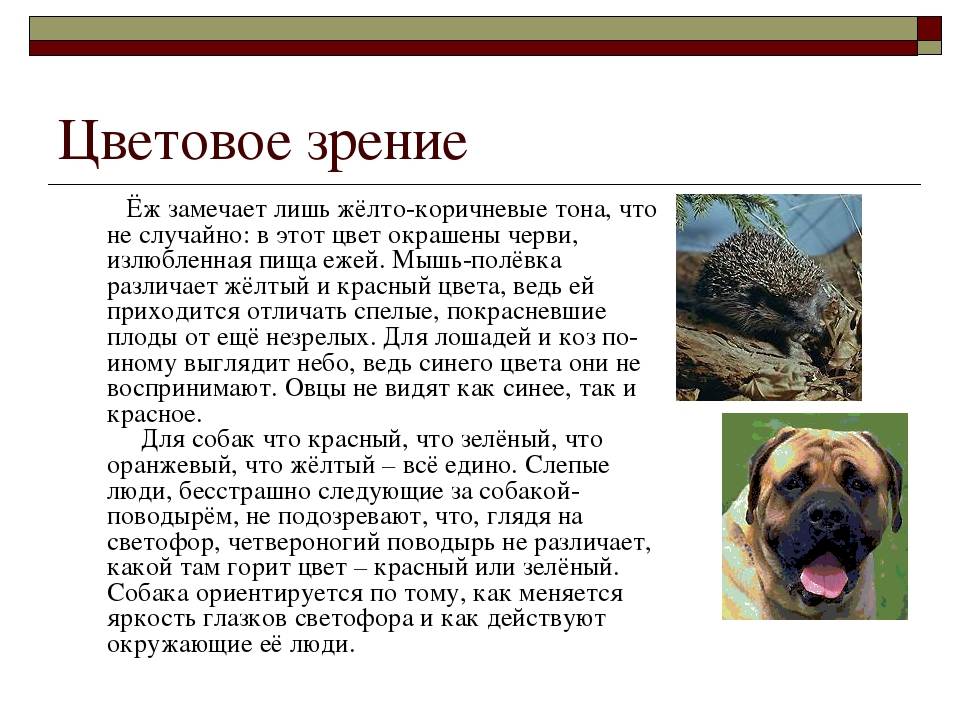 Как видят собаки: цветовое зрение собак :: syl.ru