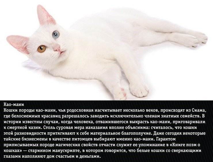 Описание породы с фото: как выглядит и ведет себя эта кошка, сколько стоит котенок и где его купить?