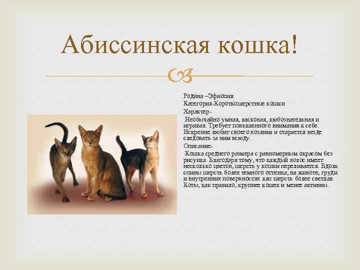 Абиссинская порода кошек — фото, описание породы и характера