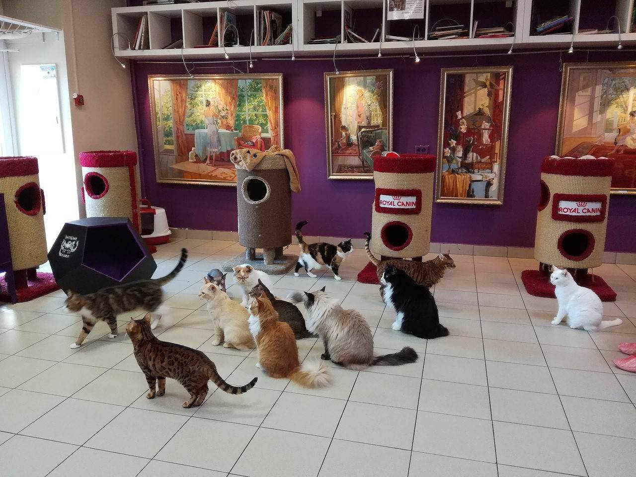 Лучшие кафе с кошками в москве