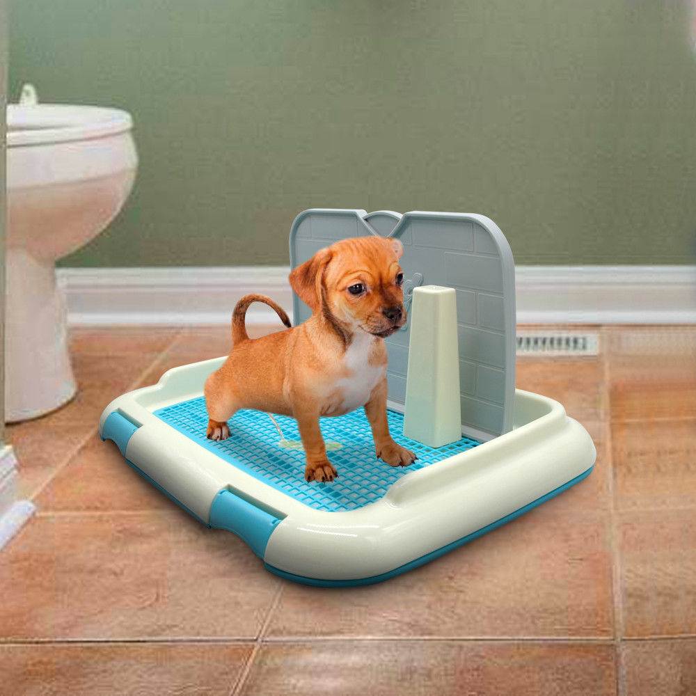 Как приучить щенка ходить в туалет на пеленку — этапы обучения ⋆ собакапедия