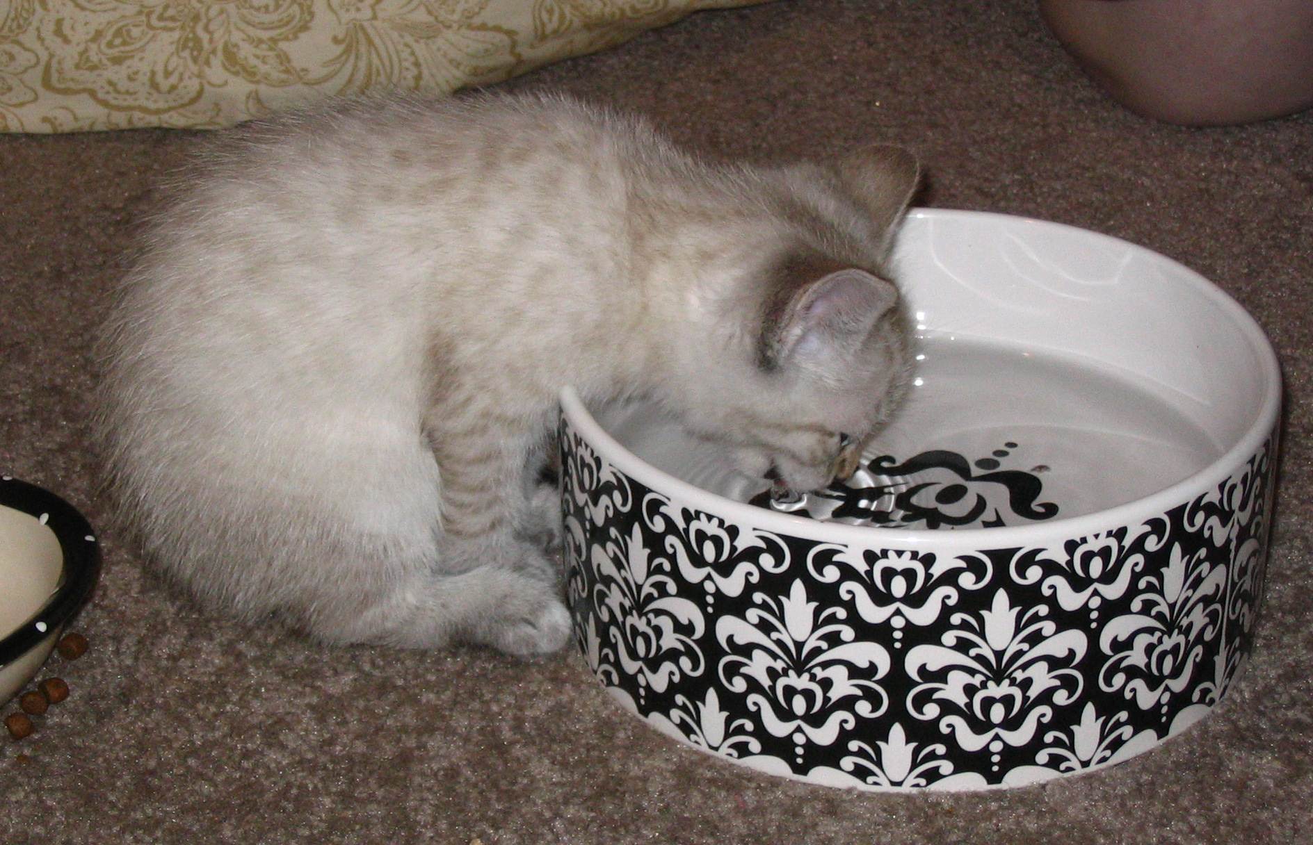 Почему кошки закапывают еду: 8 распространенных причин и методы отучения от привычки
