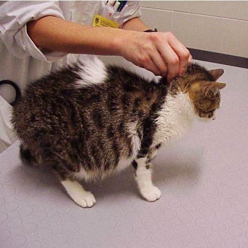 Инфекционный перитонит кошек - feline infectious peritonitis - abcdef.wiki