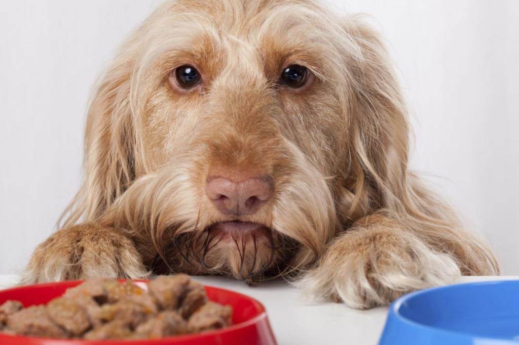 Почему собака вялая и не ест, и не пьет?
