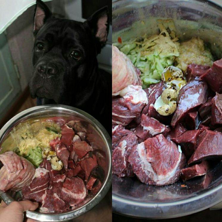 Можно ли давать собакам сырое мясо: говядину, курицу, свинину, баранину, крольчатину