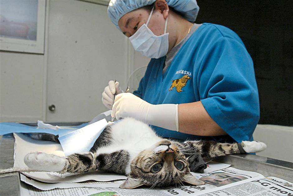 В каком возрасте можно стерилизовать кота?