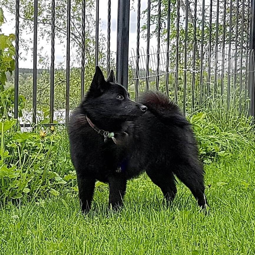 Шипперке – фото собаки, описание характера шипперке (схипперке) и характеристика породы