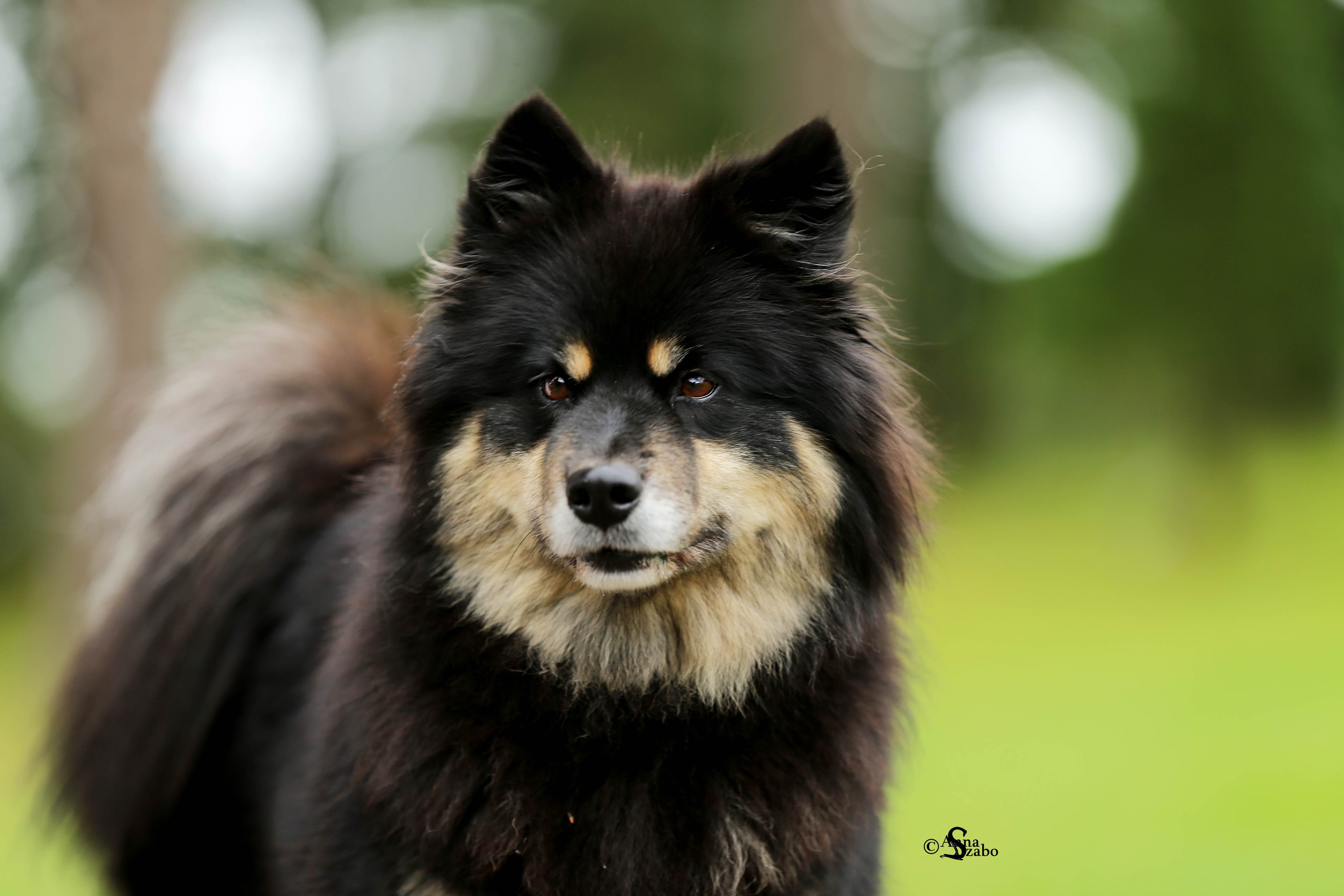 Шведский лаппхунд: характеристики породы собаки, фото, характер, правила ухода и содержания