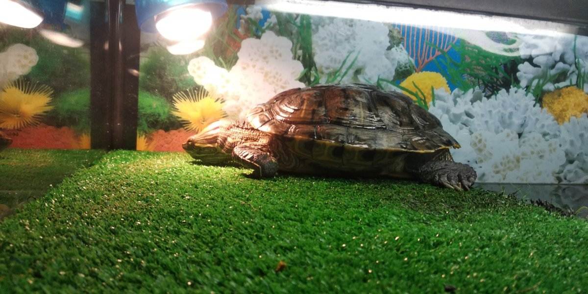 Красноухая черепаха: содержание и уход в аквариуме и террариуме