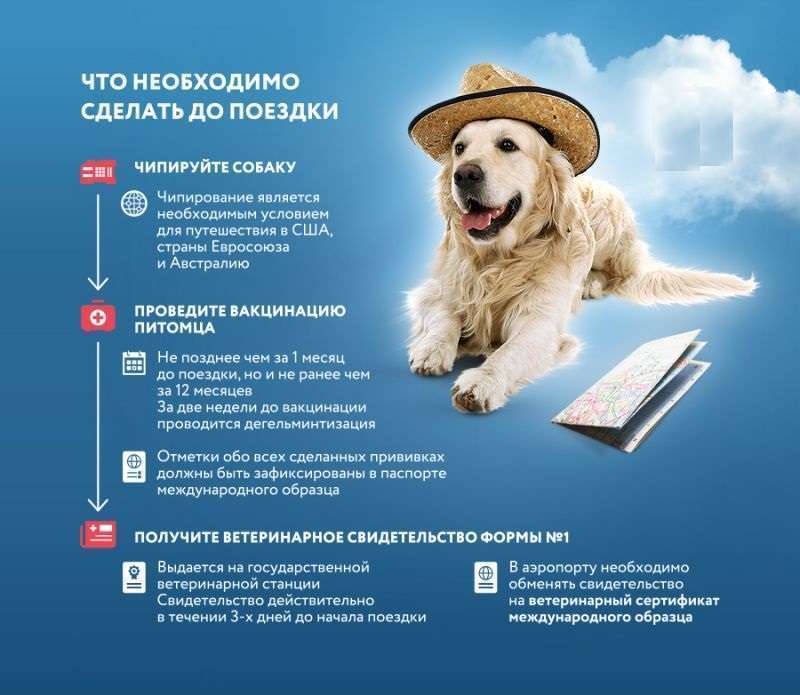 Правила перевозки собак и кошек в самолете