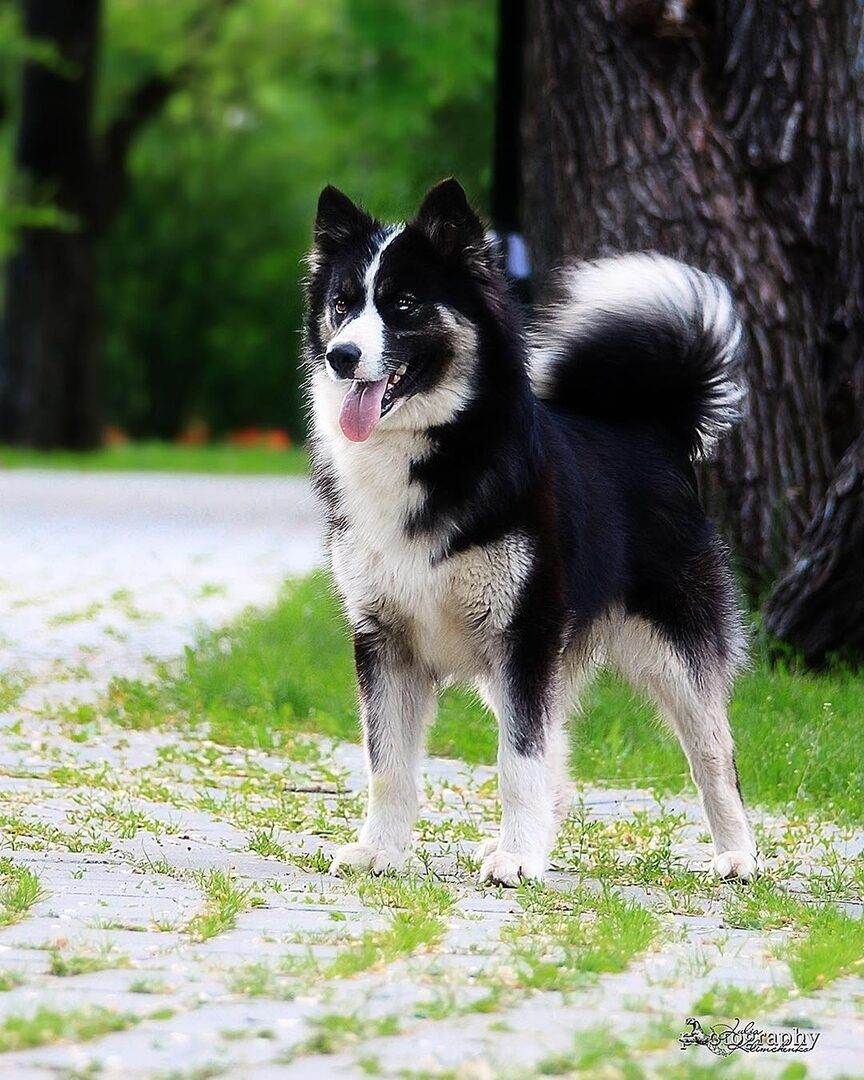 Якутская лайка - описание породы и характер собаки